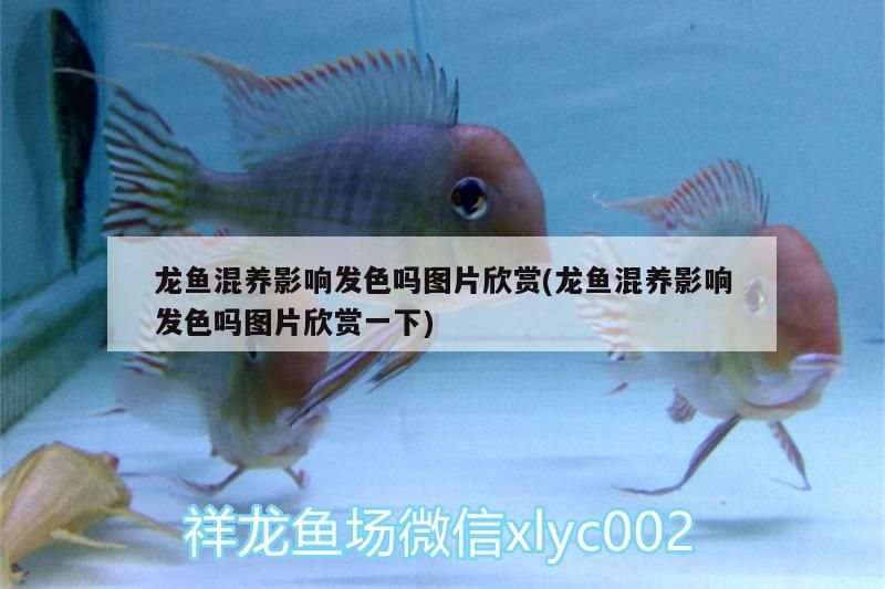 龍魚混養影響發色嗎圖片欣賞(龍魚混養影響發色嗎圖片欣賞一下)