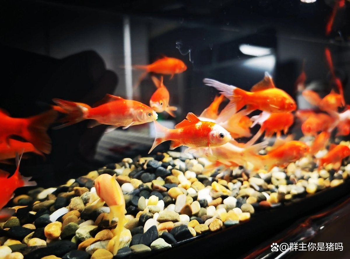龍魚幾天換水最好