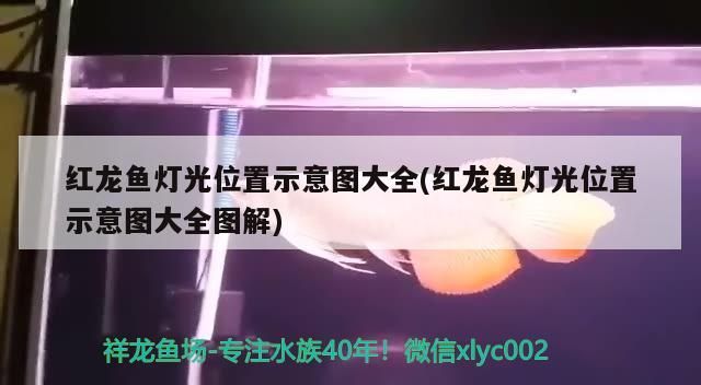 金龍魚 紅龍魚燈光位置示意圖大全(紅龍魚燈光位置示意圖大全圖解) 觀賞魚百科 紅龍魚燈光位置示意圖大全(紅龍魚燈光位置示意圖大全圖解) 紅龍魚燈光位置示意圖大全(紅龍魚燈光位置示意圖大全圖解) 觀賞魚百科