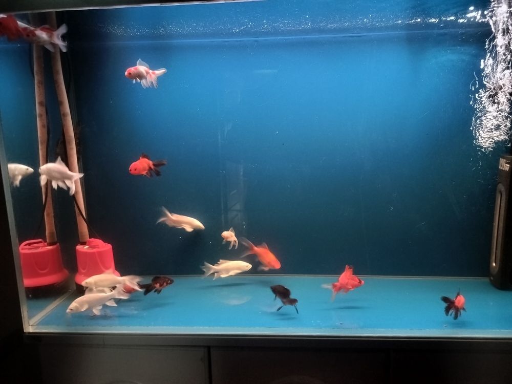 熱愛養(yǎng)魚 熱愛養(yǎng)魚 龍魚論壇 第1張