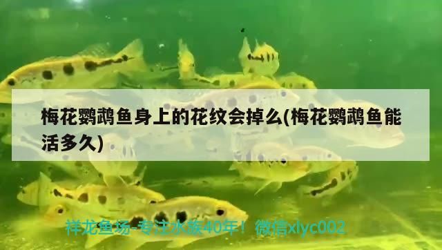 梅花鸚鵡魚身上的花紋會掉么(梅花鸚鵡魚能活多久)