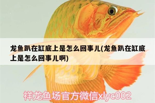 龍魚趴在缸底上是怎么回事兒(龍魚趴在缸底上是怎么回事兒啊)
