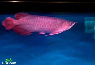 過背金龍多大珠鱗亮（過背金龍魚珠鱗何時全亮）