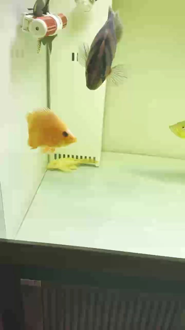養了一年多的變異虎魚，20公分了