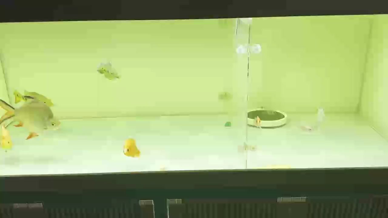 魚缸過濾器選購指南:自制魚缸過濾器魚缸上置過濾器對于養魚愛好者的必備知識 變異虎兩只都從小養起 龍魚論壇 變異虎兩只都從小養起 變異虎兩只都從小養起 龍魚論壇