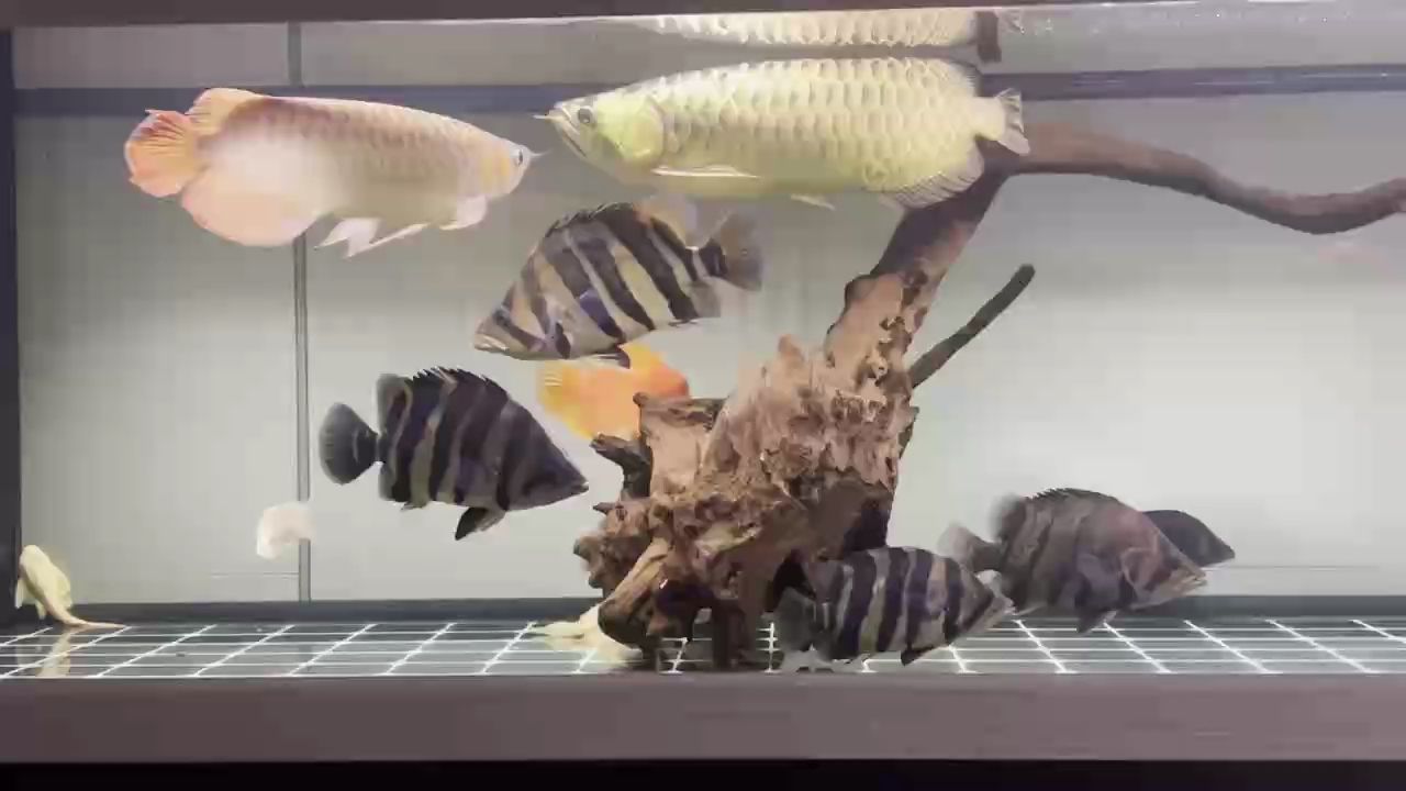 有沉木后 狀態改善不少