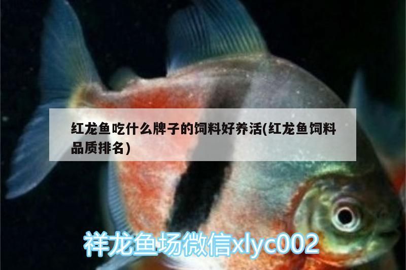 紅龍魚(yú)吃什么牌子的飼料好養(yǎng)活(紅龍魚(yú)飼料品質(zhì)排名)