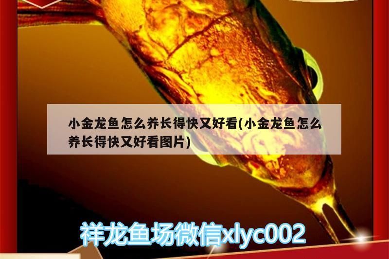 小金龍魚怎么養(yǎng)長得快又好看(小金龍魚怎么養(yǎng)長得快又好看圖片) 小金龍魚怎么養(yǎng)長得快又好看(小金龍魚怎么養(yǎng)長得快又好看圖片) 觀賞魚百科