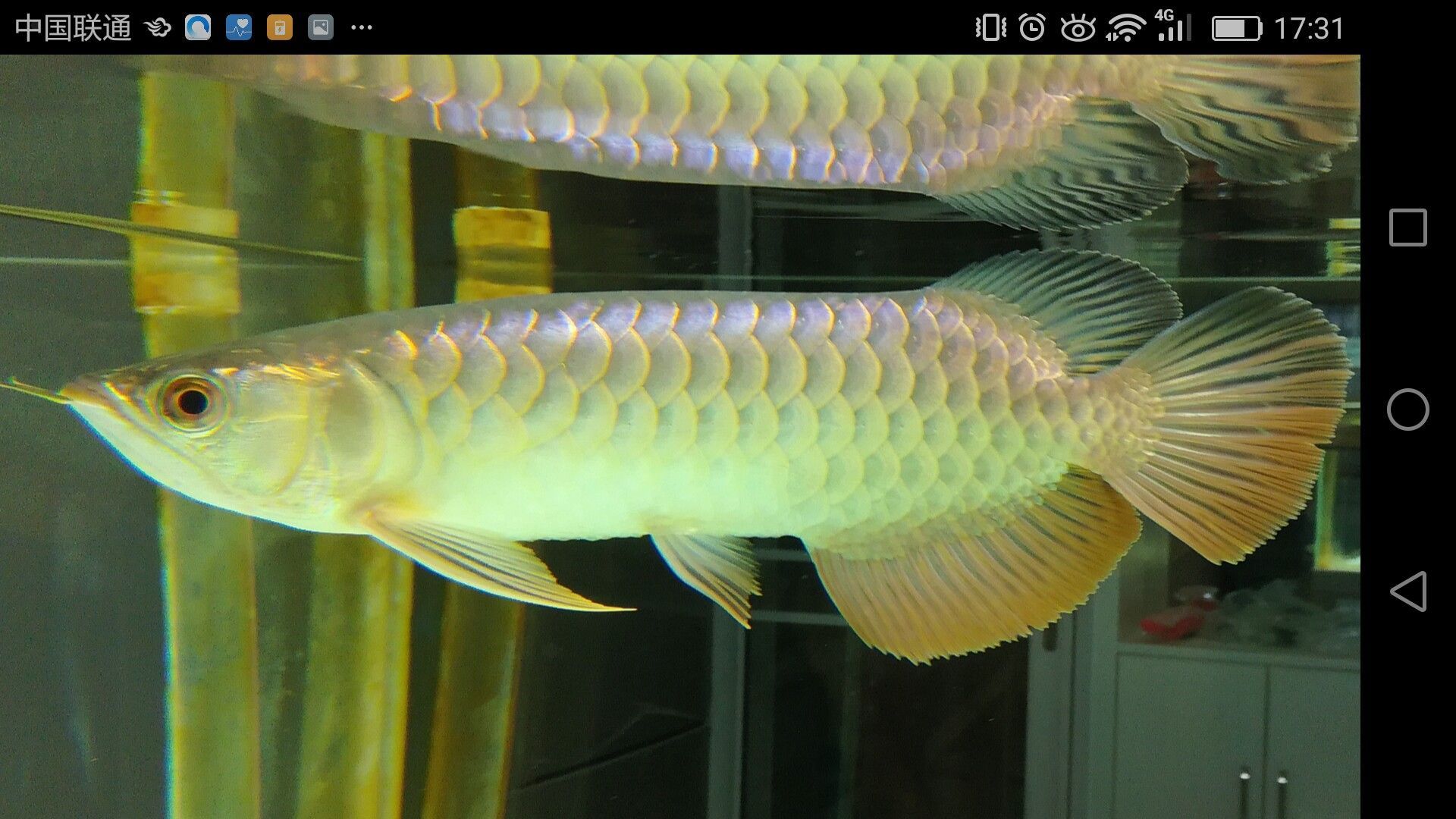 濟(jì)寧水族館家有小龍小龍鱗片光滑么