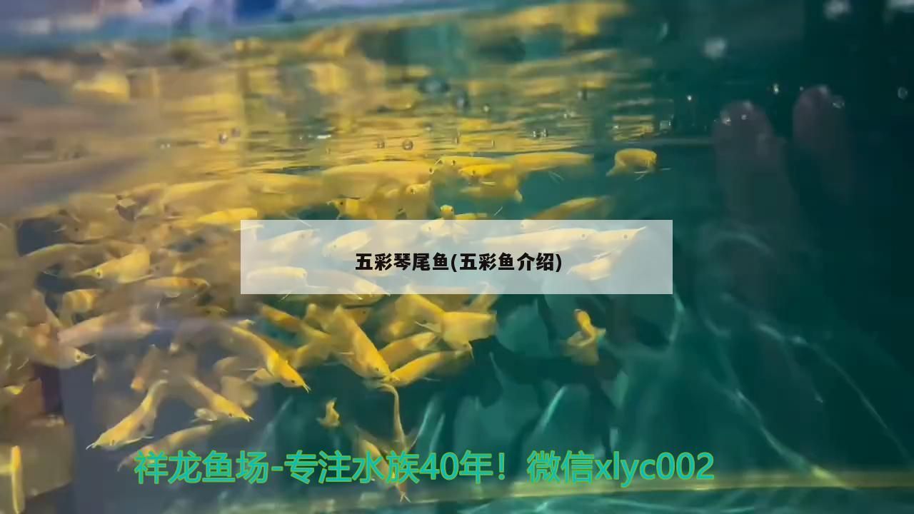 五彩琴尾魚(五彩魚介紹)