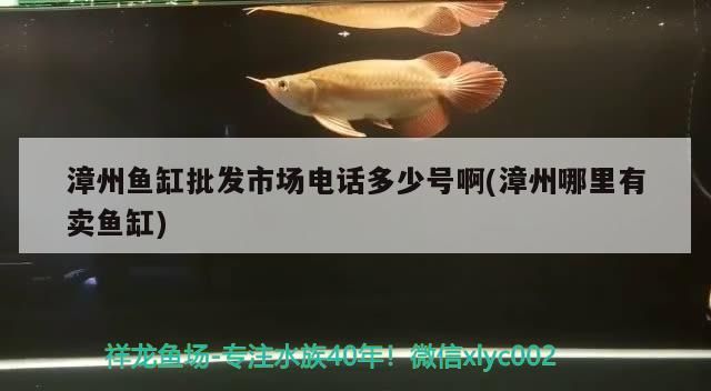漳州魚缸批發市場電話多少號啊(漳州哪里有賣魚缸)