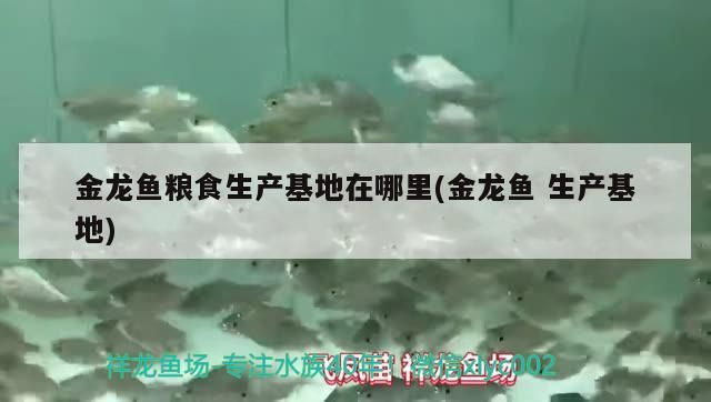 金龍魚(yú)糧食生產(chǎn)基地在哪里(金龍魚(yú)生產(chǎn)基地)