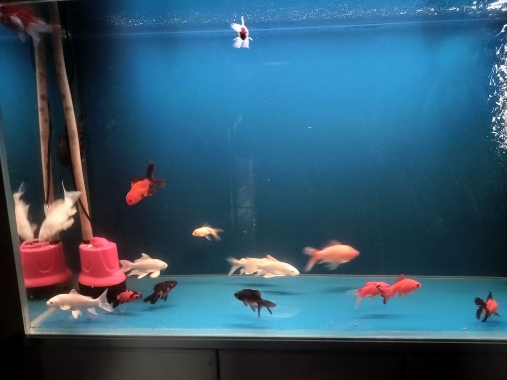 又請了幾條魚