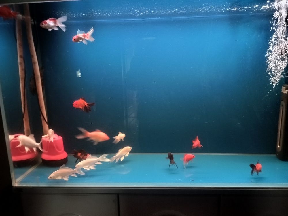 又請了幾條魚