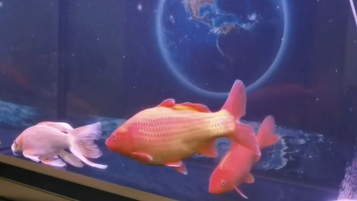 火鋰