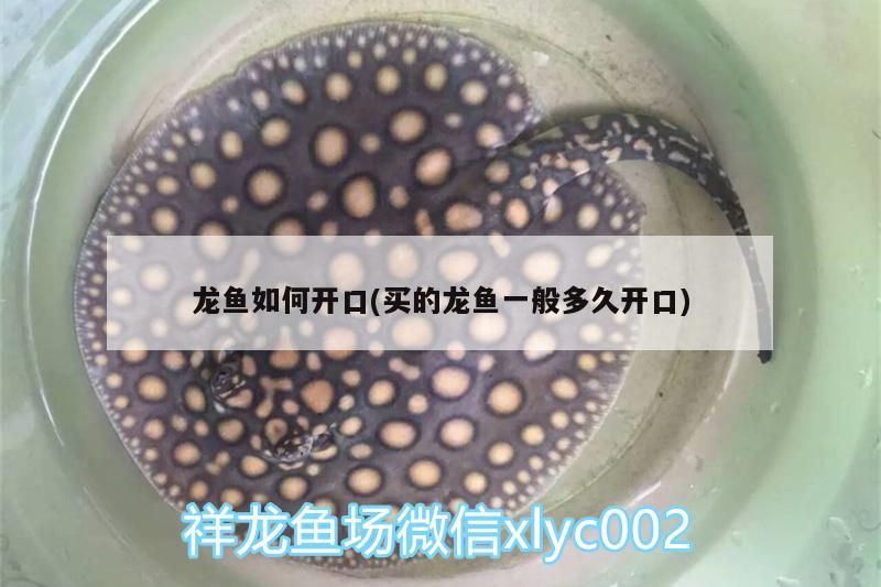 龍魚如何開口(買的龍魚一般多久開口)