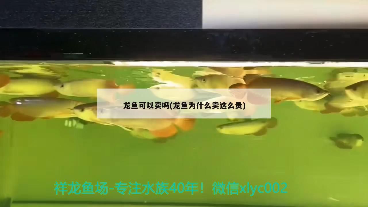 龍魚可以賣嗎(龍魚為什么賣這么貴)