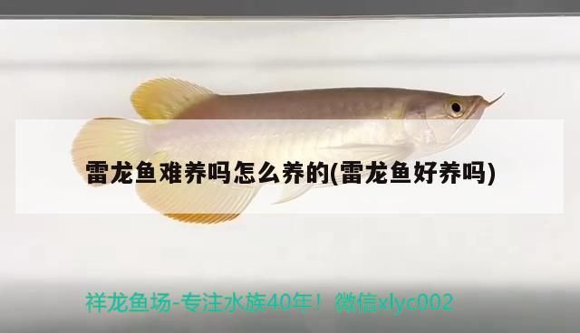 雷龍魚難養(yǎng)嗎怎么養(yǎng)的(雷龍魚好養(yǎng)嗎)