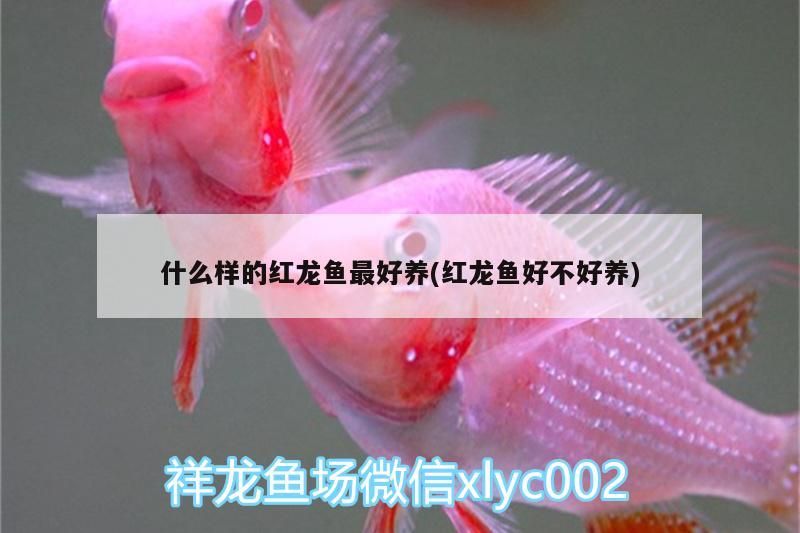 什么樣的紅龍魚最好養(紅龍魚好不好養)