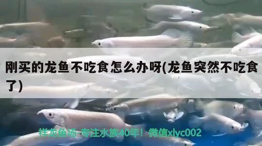 剛買的龍魚不吃食怎么辦呀(龍魚突然不吃食了)