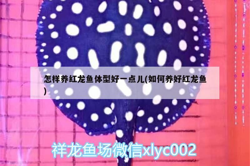 怎樣養(yǎng)紅龍魚體型好一點(diǎn)兒(如何養(yǎng)好紅龍魚)