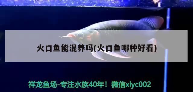 火口魚(yú)能混養(yǎng)嗎(火口魚(yú)哪種好看)