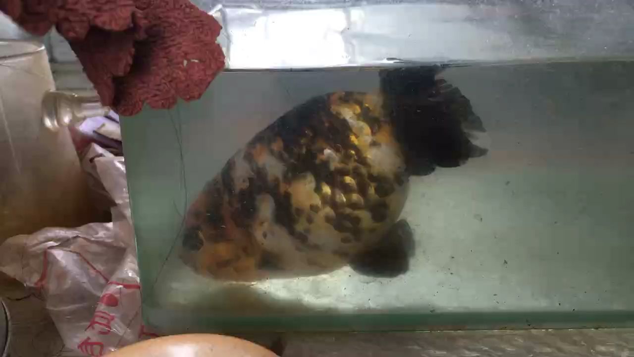 都說蘭壽愛扎頭