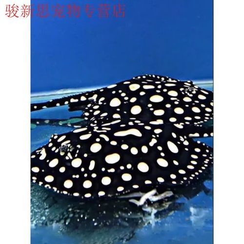 米克斯黑帝龍魚