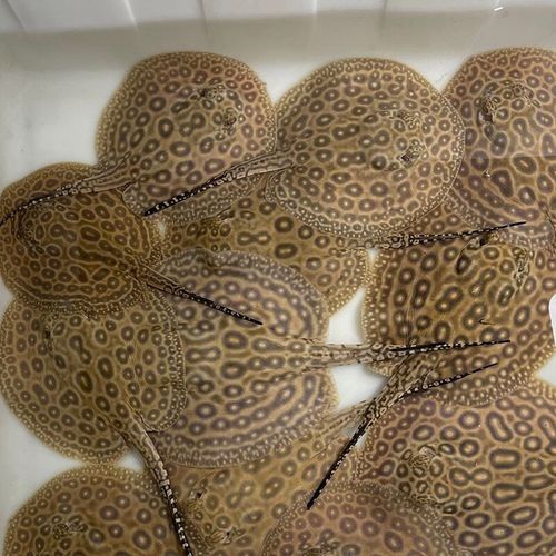 米克斯黑帝龍魚