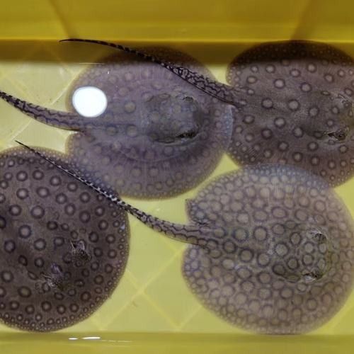 米克斯黑帝龍魚