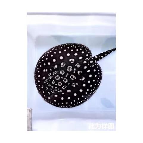 米克斯黑帝龍魚