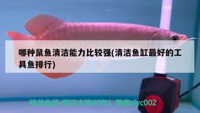 哪種鼠魚清潔能力比較強(清潔魚缸最好的工具魚排行)