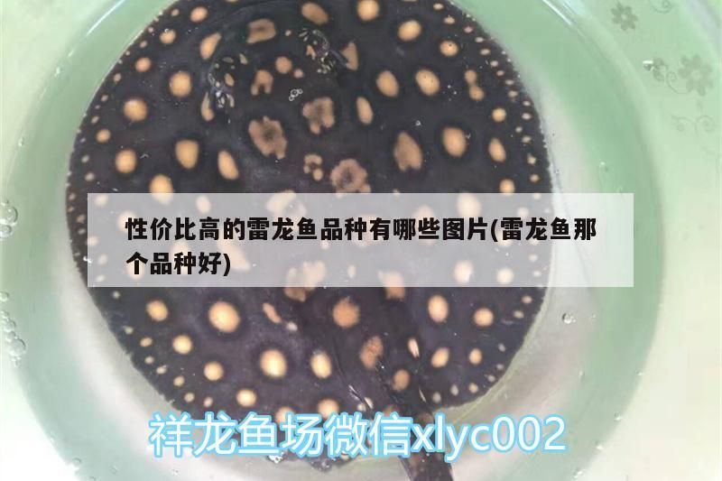 性價比高的雷龍魚品種有哪些圖片(雷龍魚那個品種好)