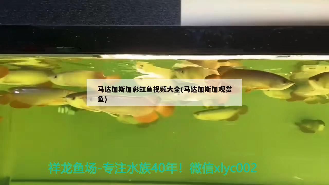 馬達加斯加彩虹魚視頻大全(馬達加斯加觀賞魚)