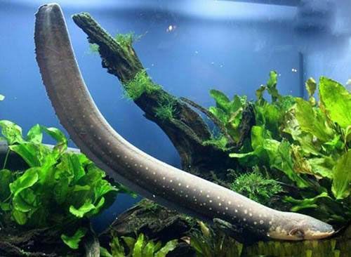 擦魚缸時龍魚反應大怎么辦（如何減少擦魚缸時龍魚的反應？）