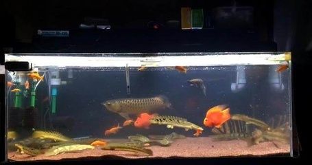 小紅龍魚溫度多少合適養(yǎng)(小紅龍魚溫度多少合適養(yǎng)魚)