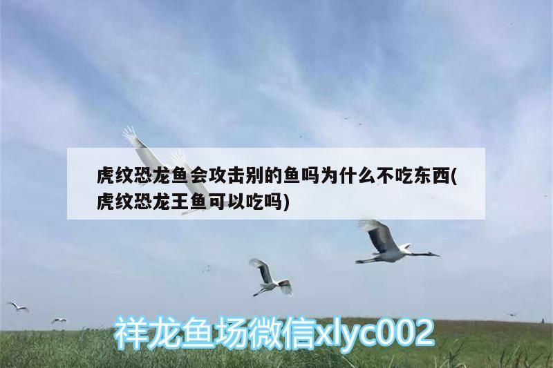 虎紋恐龍魚會攻擊別的魚嗎為什么不吃東西(虎紋恐龍王魚可以吃嗎)