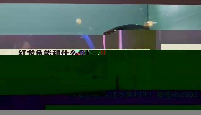 紅龍魚能和什么魚混養一起養殖(什么魚可以和紅龍混養好)