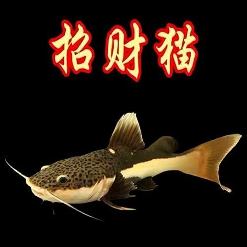 黃金貓魚優缺點