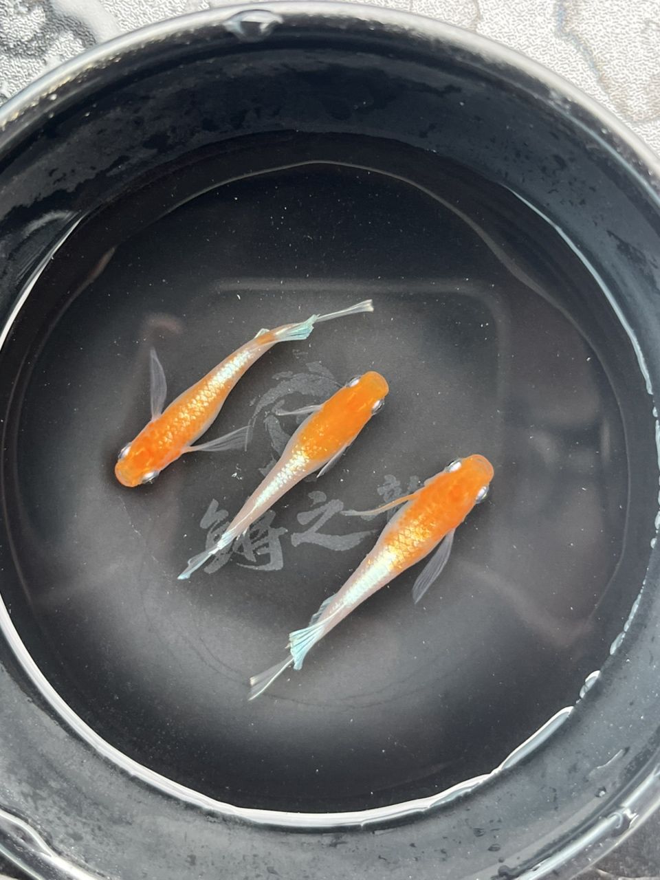 最近勢頭正盛的小型觀賞魚觀背青鳉