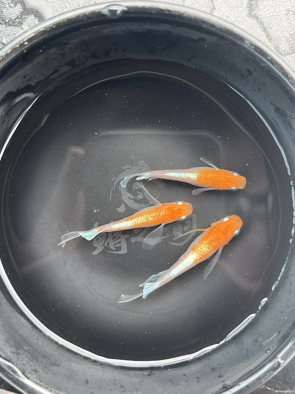 最近勢頭正盛的小型觀賞魚觀背青鳉