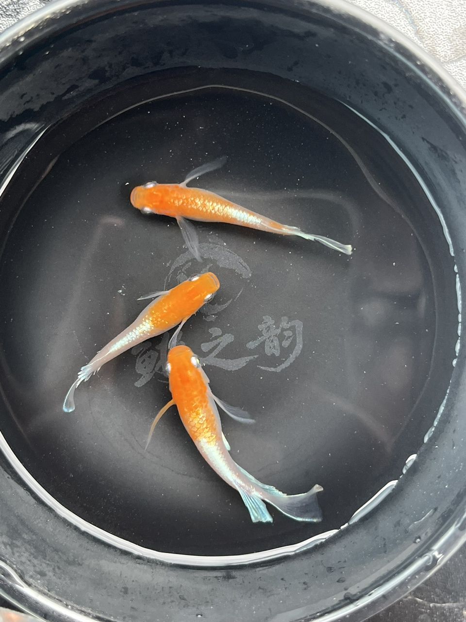 最近勢頭正盛的小型觀賞魚觀背青鳉