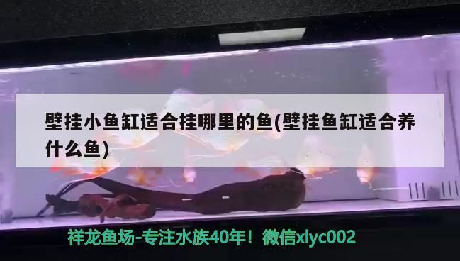 壁掛小魚缸適合掛哪里的魚(壁掛魚缸適合養什么魚)