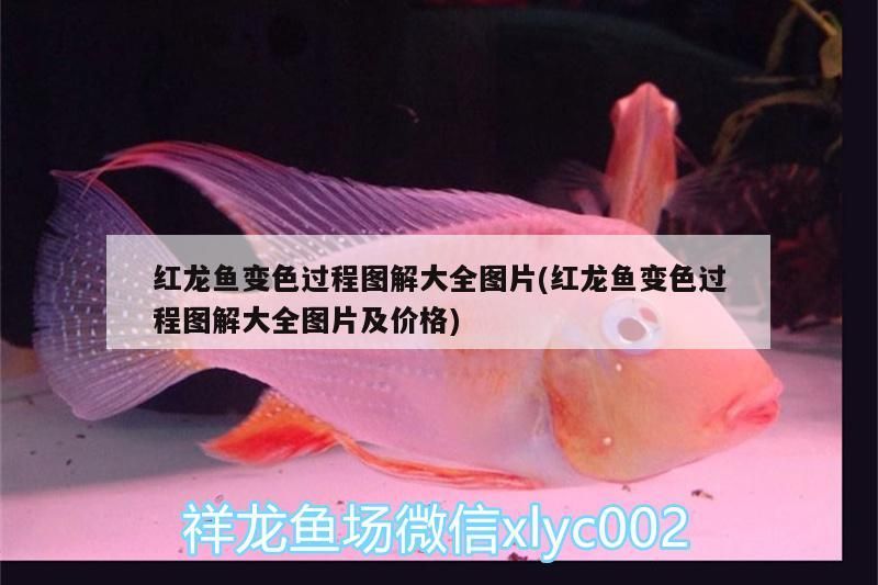紅龍魚(yú)變色過(guò)程圖解大全圖片(紅龍魚(yú)變色過(guò)程圖解大全圖片及價(jià)格)