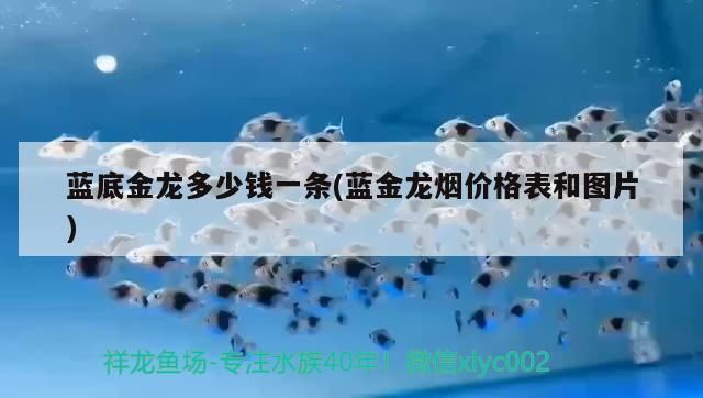 藍(lán)底金龍多少錢一條(藍(lán)金龍煙價(jià)格表和圖片)