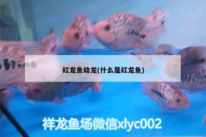 紅龍魚幼龍(什么是紅龍魚) 紅龍魚幼龍(什么是紅龍魚) 觀賞魚百科