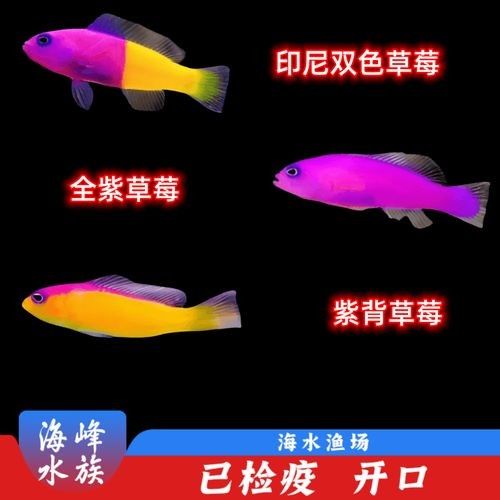 紫背金龍魚屬于什么檔次 紫背金龍魚屬于什么檔次 觀賞魚百科 第3張