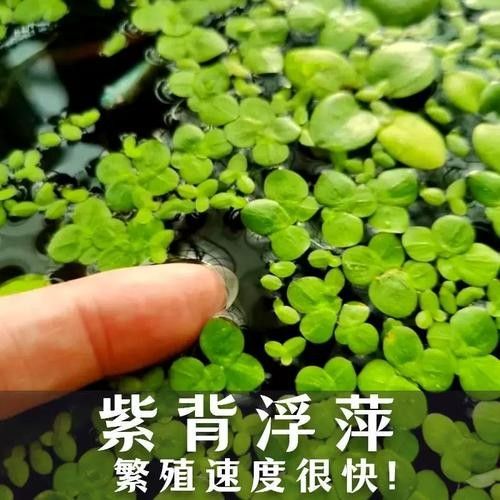 紫背金龍魚屬于什么檔次 紫背金龍魚屬于什么檔次 觀賞魚百科 第4張
