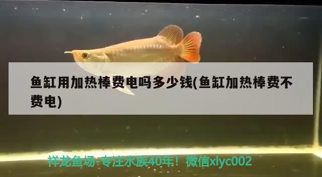 魚(yú)缸用加熱棒費(fèi)電嗎多少錢(魚(yú)缸加熱棒費(fèi)不費(fèi)電)