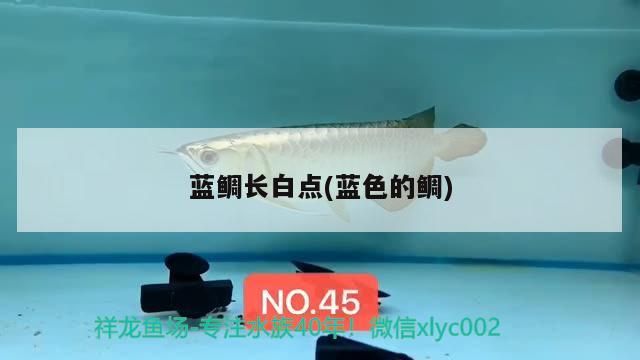 藍鯛長白點(藍色的鯛)